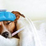 perro con fiebre
