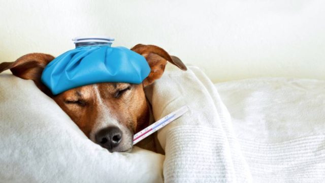 perro con fiebre